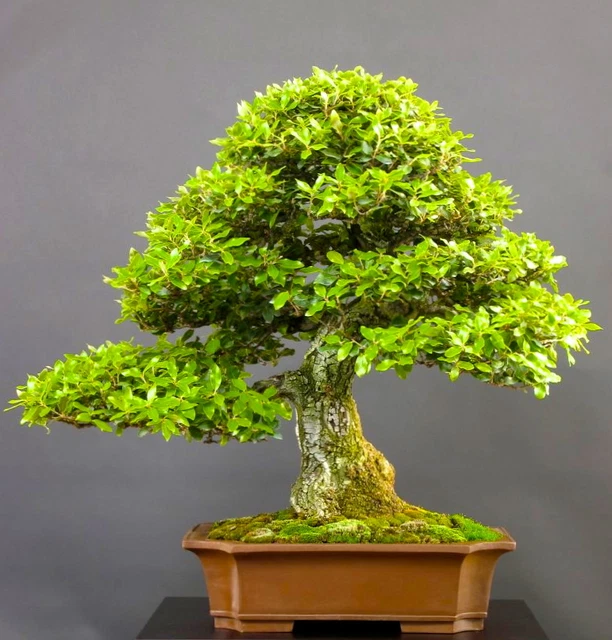 Quercus Ilex Oak Tree FOR SALE! PicClick UK