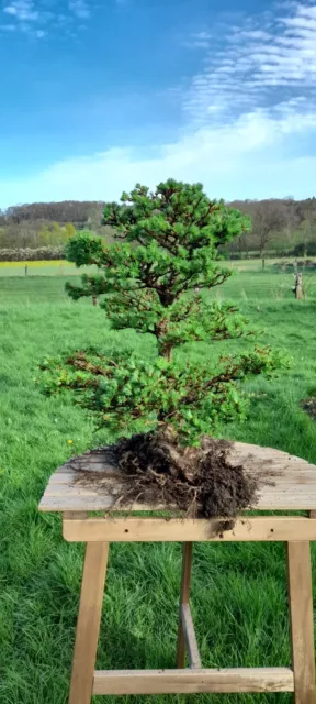 Bonsai Outdoor winterhart Lärche