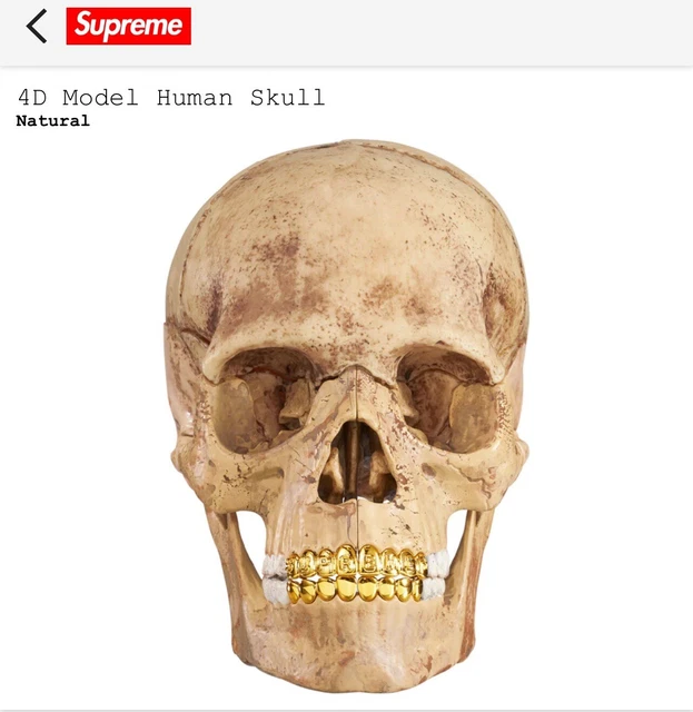 Supreme 4D Model Human Skull Supreme 4D Model Human Skull EXPLODED