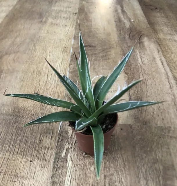 Agave Filifera | 6cm pot | Cactus Succulent | Collectors | Hardy