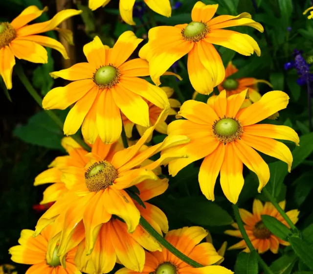 Rudbeckie Irish Eyes - Gloriosa - Rauer Sonnenhut - Rudbeckia hirta - 10 Samen 2