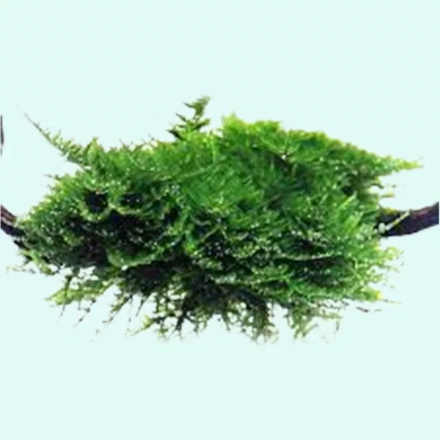 BUY 2 GET 1 FREE Christmas Moss "Vesicularia Montagnei" Live Aquarium Plants