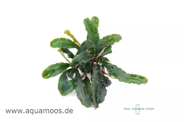 Bucephalandra spec. 'green Wavy Leaf'