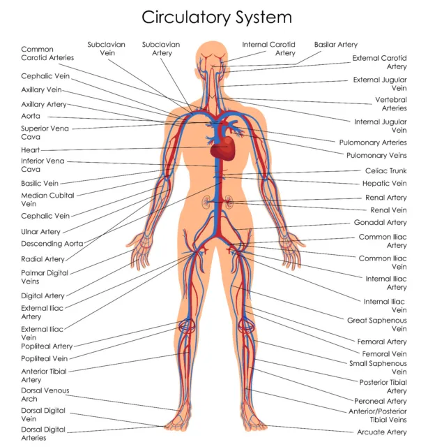 Human Circulatory System educational wall art Beautiful poster Choose Size