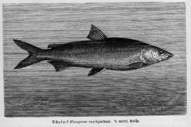 SCHNÄPEL MAIFISCH SNEPEL Holzstich 1892 Ichthyologie Fischkunde Fisch