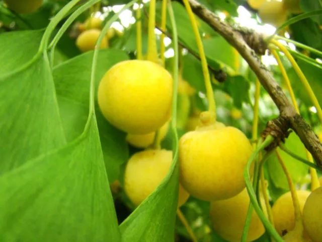 Maidenhair Trees GINKGO BILOBA plant, hardy, living fossil, 8-10cm tall plant