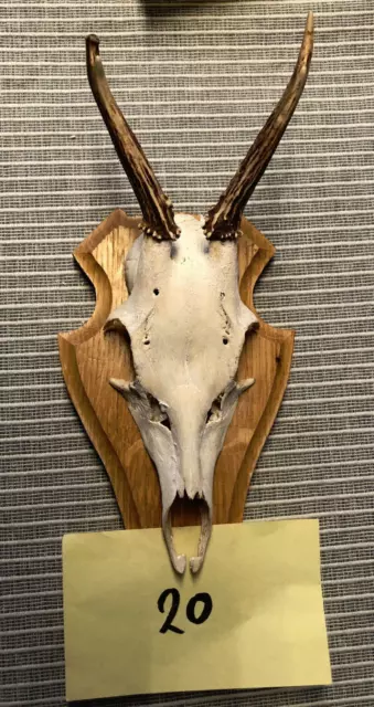 Reh Geweih Gehörn  Nr 20 Trophäe Deko Jagd Rehbock