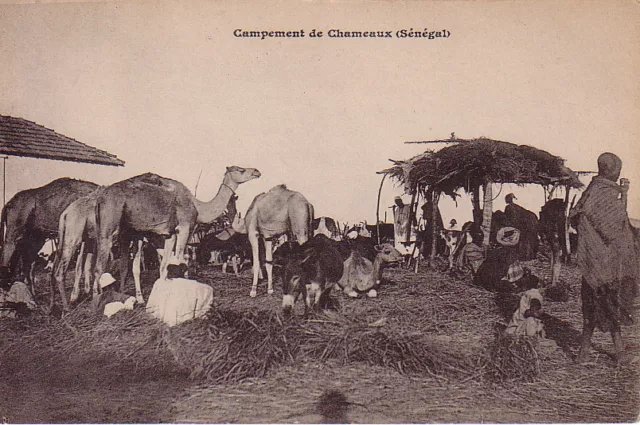 Senegal - Campement De Chameaux - Carte Postale Neuve.