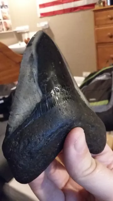 megalodon shark tooth fossil