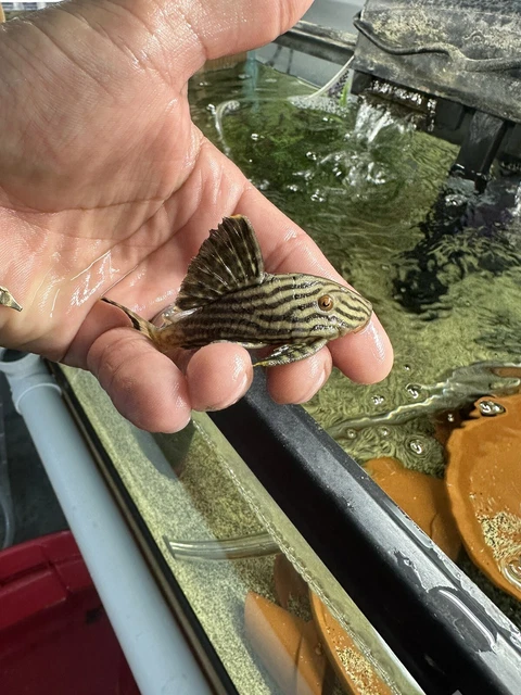 ROYAL PLECO 3"-4" live fish FREE SHIPPING