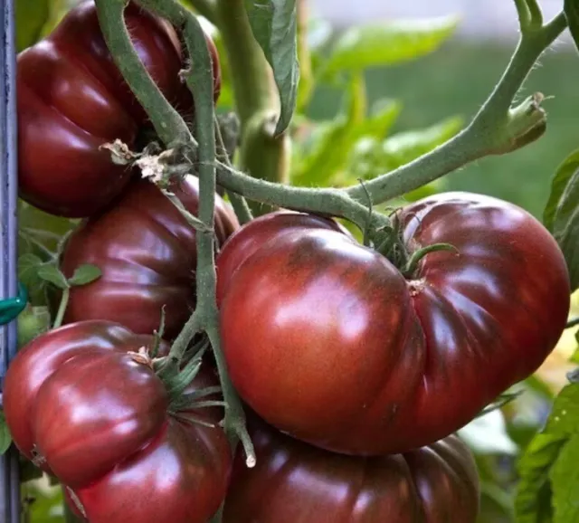 15 Graines de Tomate Noire de Russie, Tomato ’Black Russian’ seeds Bio