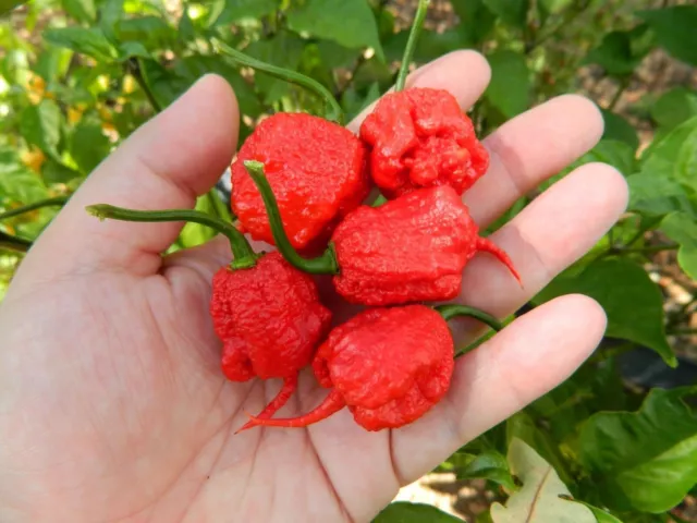 Carolina Reaper Hp22B Chili Seeds 20 Samen 100% Garantiert