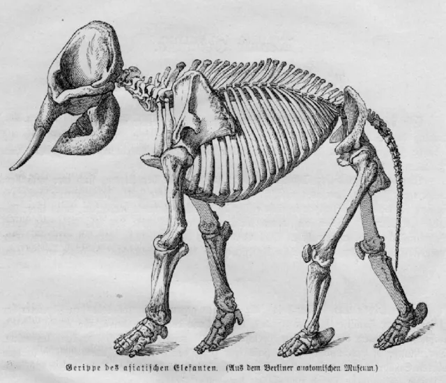 SKELETT ANATOMIE ELEFANT ELEFANTEN Holzstich 1891