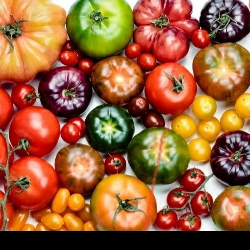 Tomatensamen Alte Sorten Kaufen