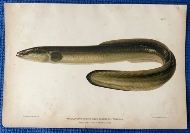 Tropical Eel FOR SALE! - PicClick UK