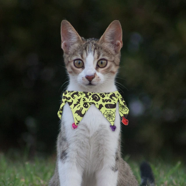 Halloween collare animale domestico collare gatto collare decorativo gattino collare cucciolo decorazione collare