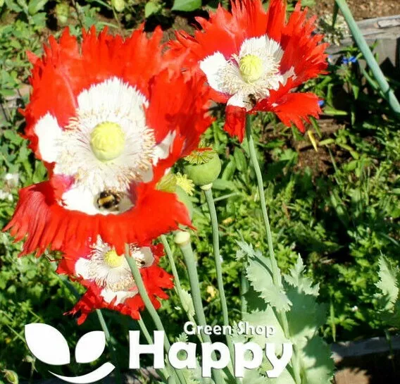 POPPY DANISH FLAG - 2500 SEEDS - Papaver somnifer. - HUGE FLOWERS - Annual 2