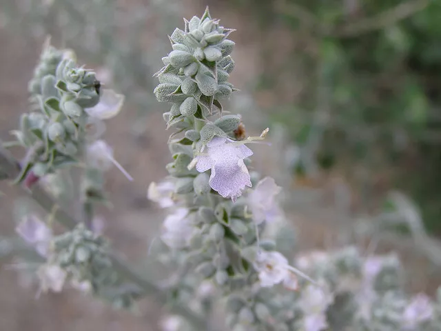 White Sage - 100 Seeds - Herbs Salvia Apiana Rare Medicinal Perennial (Organic)