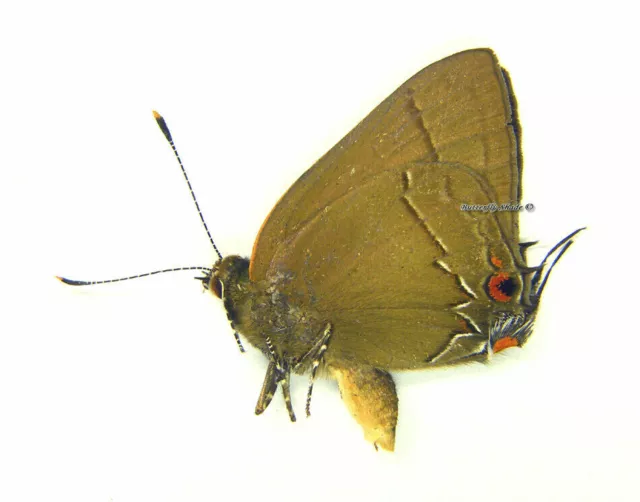 Unmounted Butterfly / Lycaenidae - Ziegleria hesperitis, male, A-
