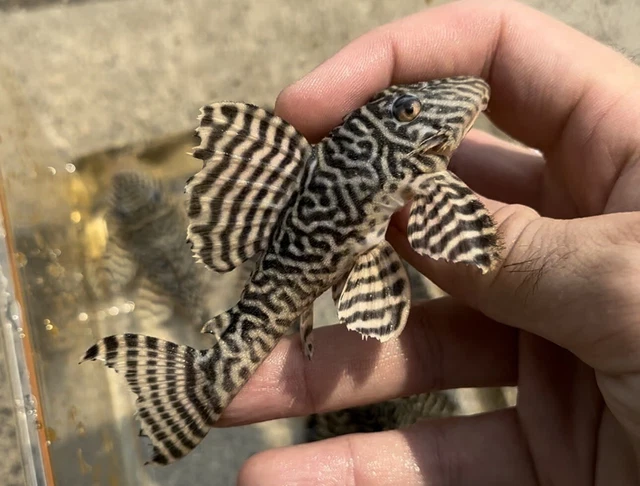 XL L333 King Tiger Pleco 4”-Live Freshwater Tropical Aquarium Fish