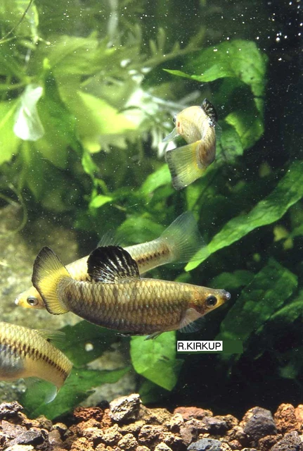 P&p shop tropical fish