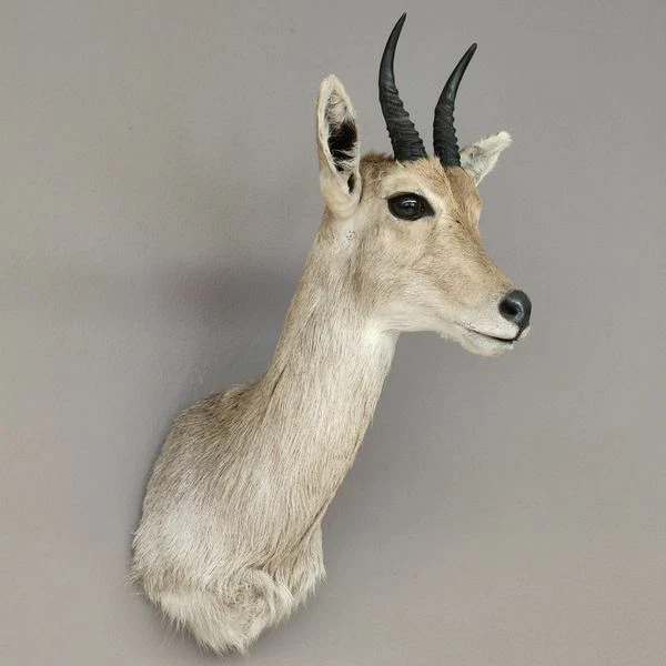 Bergriedbock Riedbock Antílope Cabeza Preparado Reedbock Trofeo Hornlänge 15CM
