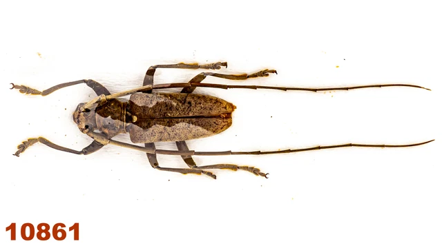 Cerambycidae: Acalolepta sp.  A2, 18,5 mm, 1 pc