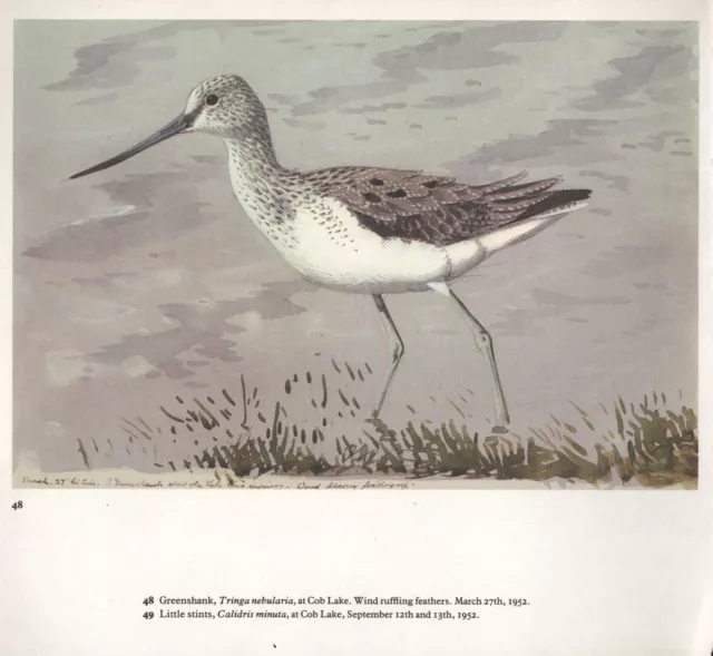 Beau Vintage Oiseau Imprimé~Greenshank~Tunnicliffe