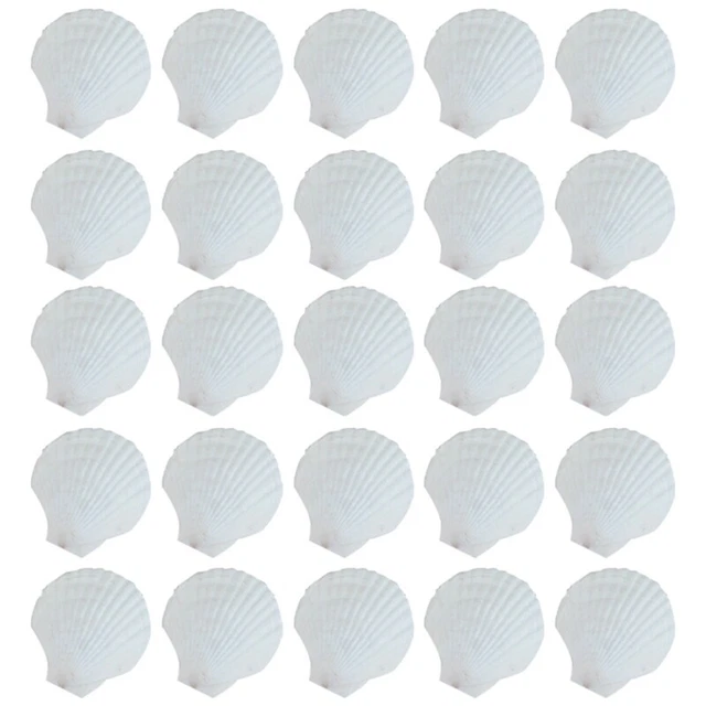 25Pcs Natural Scallop Shell, Special for Handmade DIY Production Handmade D Q7T6