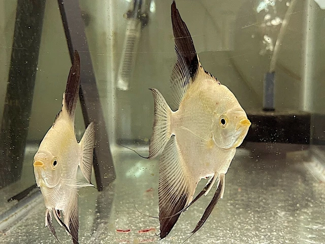 6 Bulgarian Green Seal Point Angelfish, Dime Size