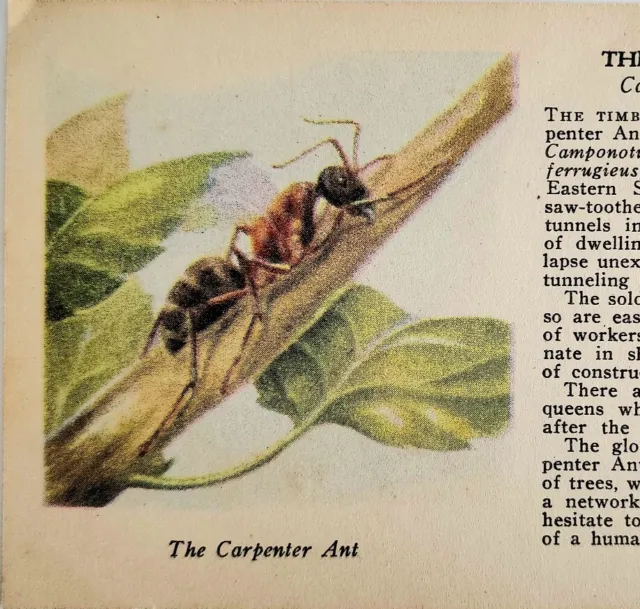 1927 Carpenter Ant & June Bug Beetle Insect Print 1st Edition 3.25 x 5" Ephemera