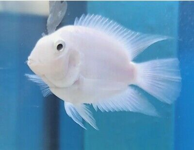 Gorgeous Snowwhite platinum Parrots Cichlid Fish 1.5 to 2"  Imported From Asia.