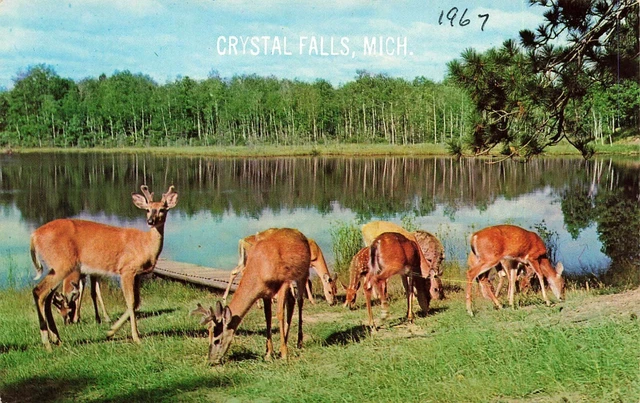 1967 Michigan Postcard: Vacationland Scene Of Deer At Crystal Falls, Mi