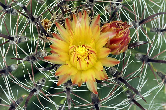 1000 seeds Ferocactus Histrix + 10% fee