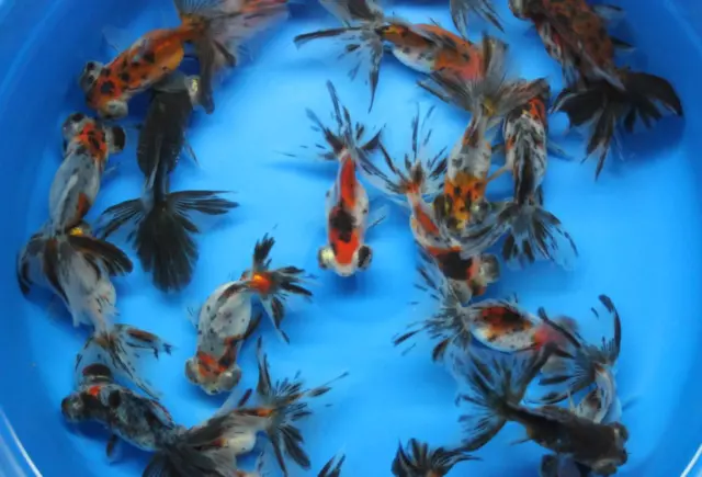 Calico Butterfly Tail Live Goldfish sm. for fish tank, koi pond or aquarium
