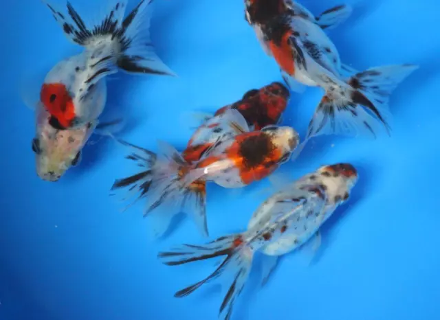 Live Calico Ryukin Goldfish sm. for fish tank, koi pond or aquarium