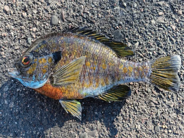 13 INCH YELLOW Perch Taxidermy Fish Mount $68.00 - PicClick