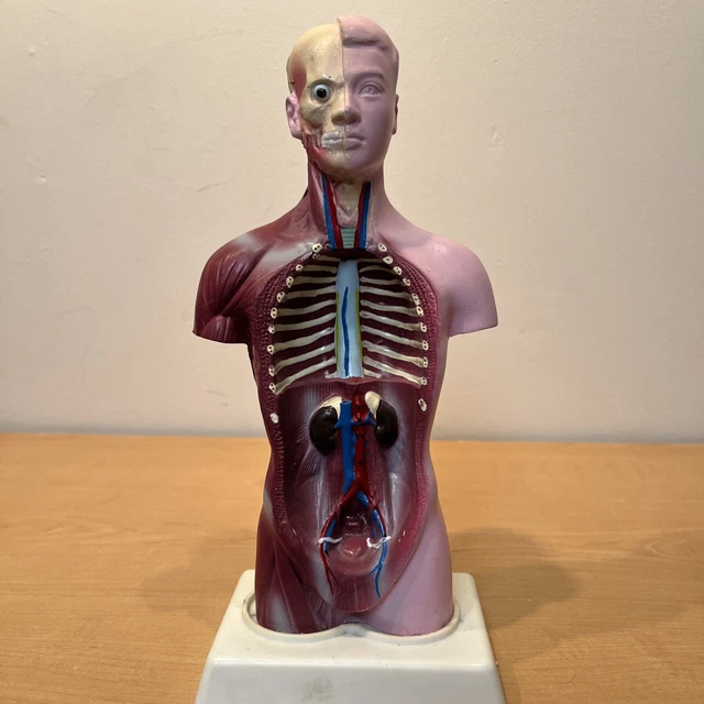 11” HUMAN TORSO Body Model Anatomy Internal Organs. Not Sure If It Is ...