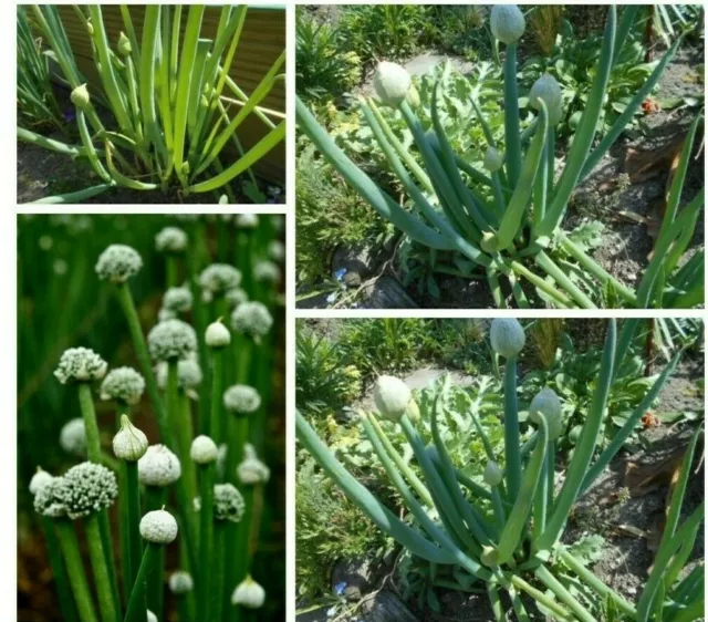 WINTERZWIEBEL Alium fistulosum mehrjährig LAUCH ewige Zwiebel Winterhecke SAMEN