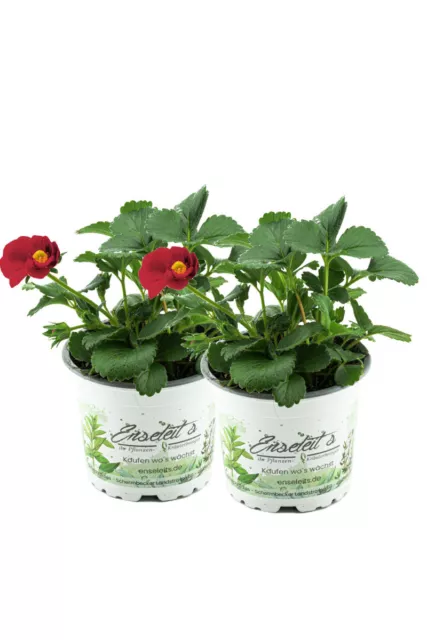 2er Set Erdbeere Toscana F1 (Fragaria x ananassa), Rote Blüte, Hängeerdbeere ...