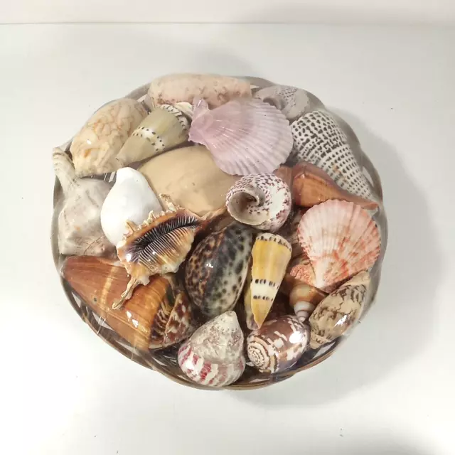 Assorted sea shell mix 25/50pcs, Small sea shells bulk, Tiny seashells, Sea  shells for crafting