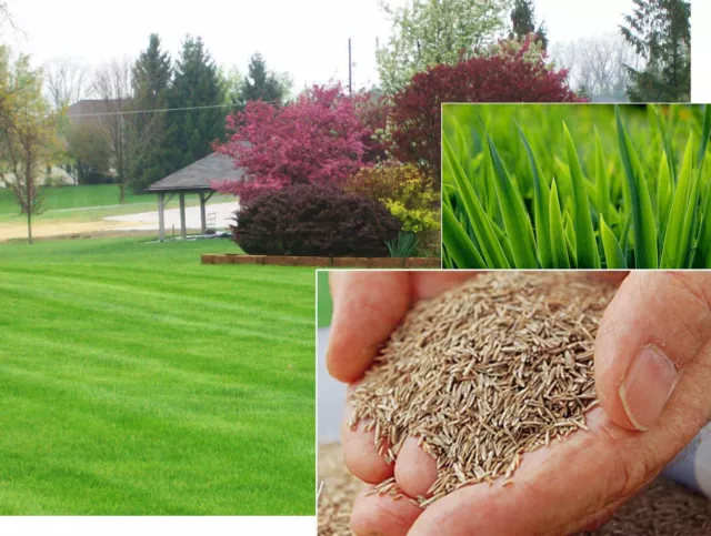 Tough Hard Wearing Lawn Grass Seed Create Repair Enhance Multi Purpose