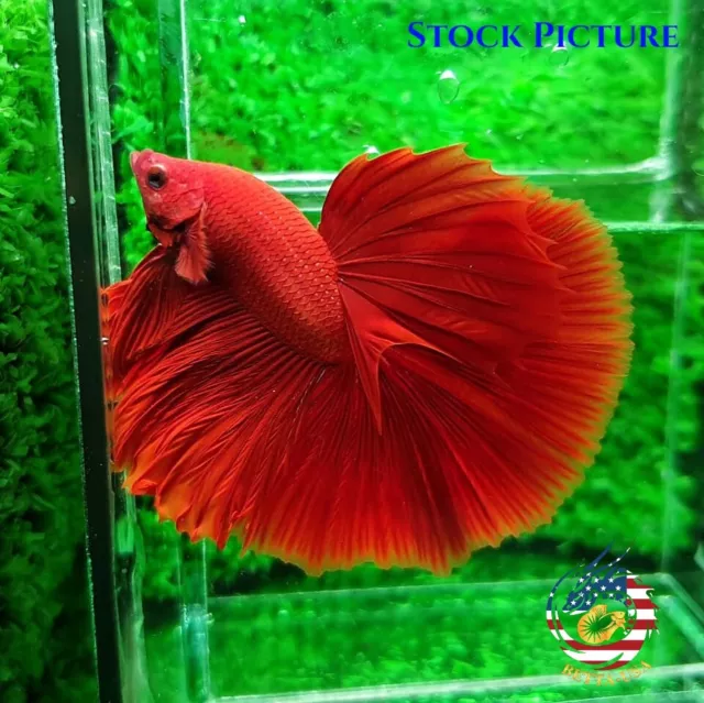 Live Betta Fish - High Quality Grade A++ HM Super Red Chili 2