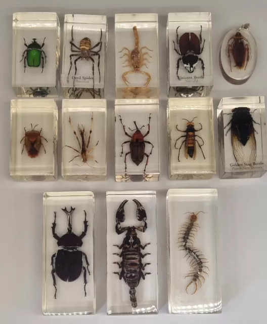 Insect Specimens In Resin Lucite Vintage 13 Piece Collection