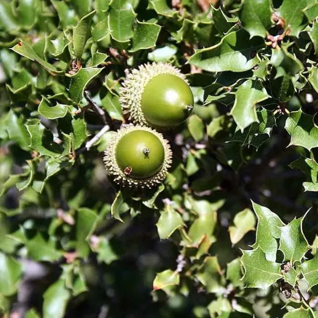 Quercus coccifera - Chêne Kermès persistant - Chêne des garrigues