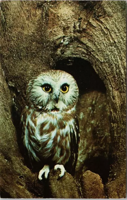Owl Saw-Whet Owl Bird Unused Vintage Postcard E77