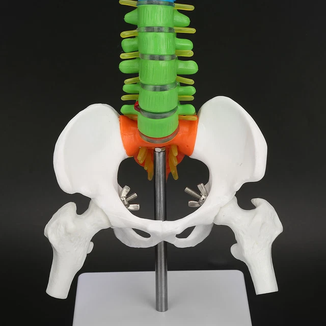 Modello Di Colonna Vertebrale Flessibile Colorato A Grandezza Naturale Con Bacino E Femore 45 Cm Su Supporto Anatomico