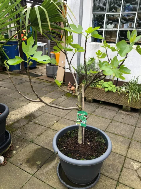 Ficus carica 'Brown Turkey' - blauer Frucht Feigenbaum  -18°C -Pflanze 70-100cm