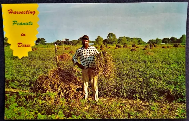 Occupations, Agriculture: African American Black Man Harvesting Peanuts, Dixie.