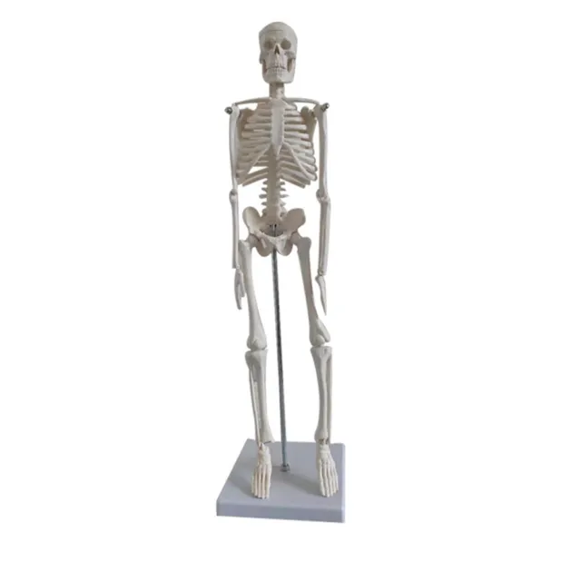 Maquette squelette 180cm + Anatomie Affiche marquage musculaire 400963